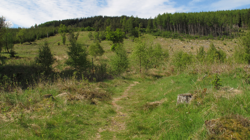 Regenerating hillside in clearfell aound the cemetery  Fraser Simpson 