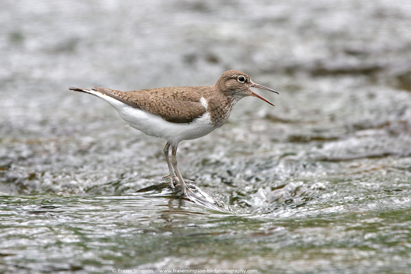 Common Sandpiper (Actitis hypoleucos), River Ardle  Fraser Simpson