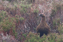 Red Grouse