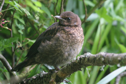 Blackbird fledgling