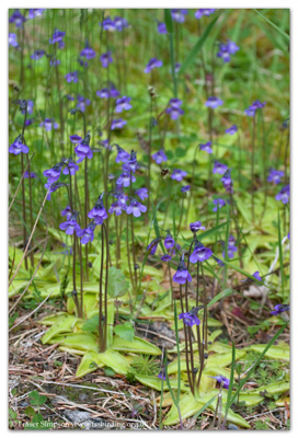 Common Butterwort (Pinguicula vulgaris)  Fraser Simpson www.fssbirding.org.uk