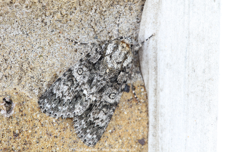 Knot Grass (Acronicta rumicis)  Fraser Simpson