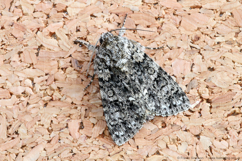 Knot Grass (Acronicta rumicis)  Fraser Simpson