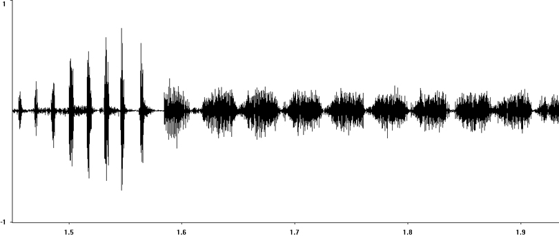 Oscillogram of Ladder Grasshopper stridulation