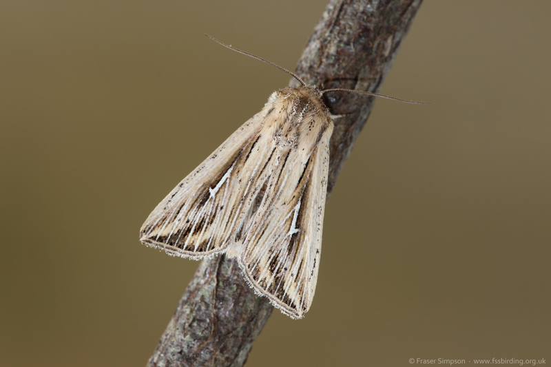 L-album Wainscot (Mythimna l-album)  Fraser Simpson