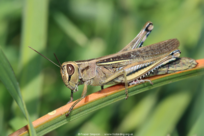 Lamenting Grasshopper (Eyprepocnemis plorans), Valle de Oj�n, Spain � Fraser Simpson