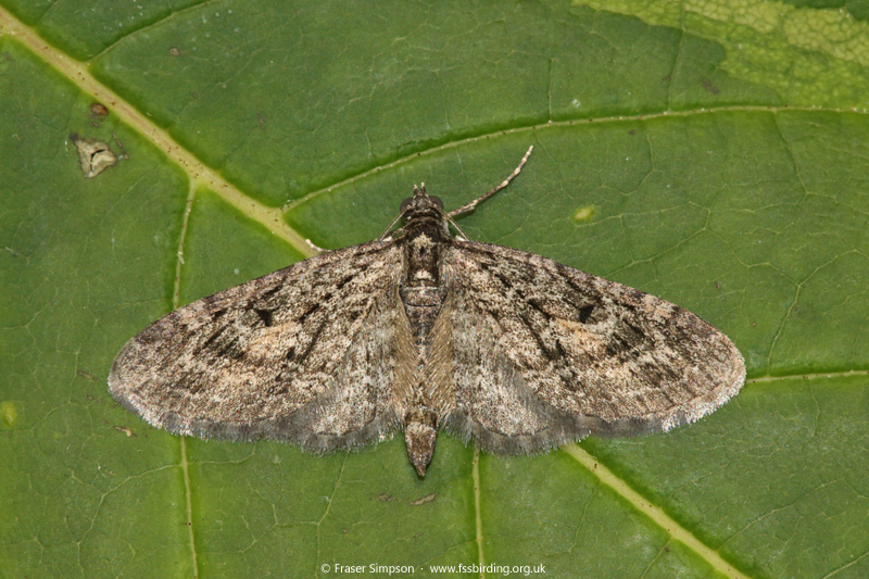 Larch Pug (Eupithecia lariciata) © Fraser Simpson