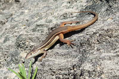 Large Psammodromus (Psammodromus algirus), Barbate, Spain  Fraser Simpson