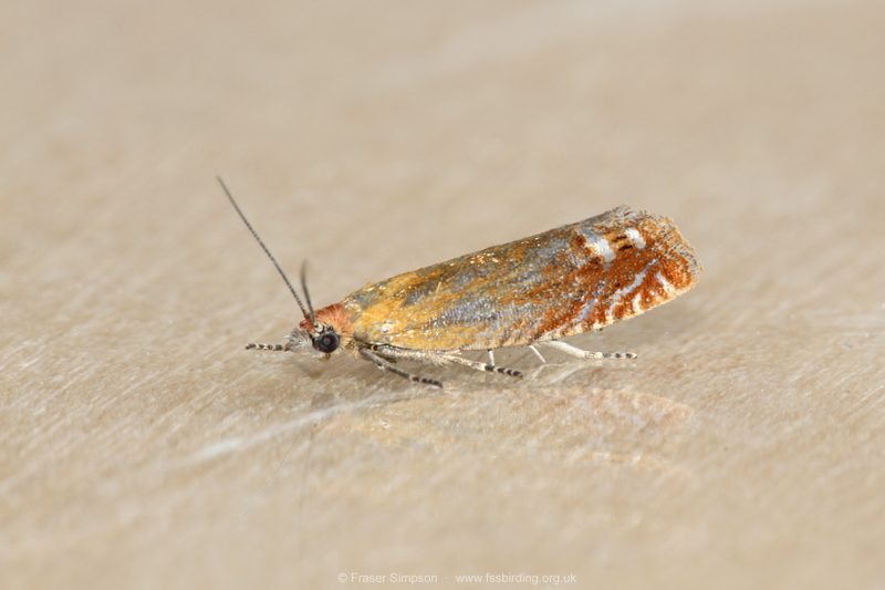Red Piercer (Lathronympha strigana)  Fraser Simpson
