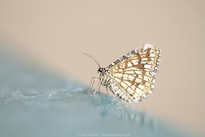 Latticed Heath (Chiasmia clathrata)  Fraser Simpson