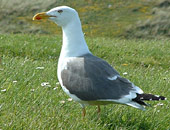 Lesser Black-backed Gull