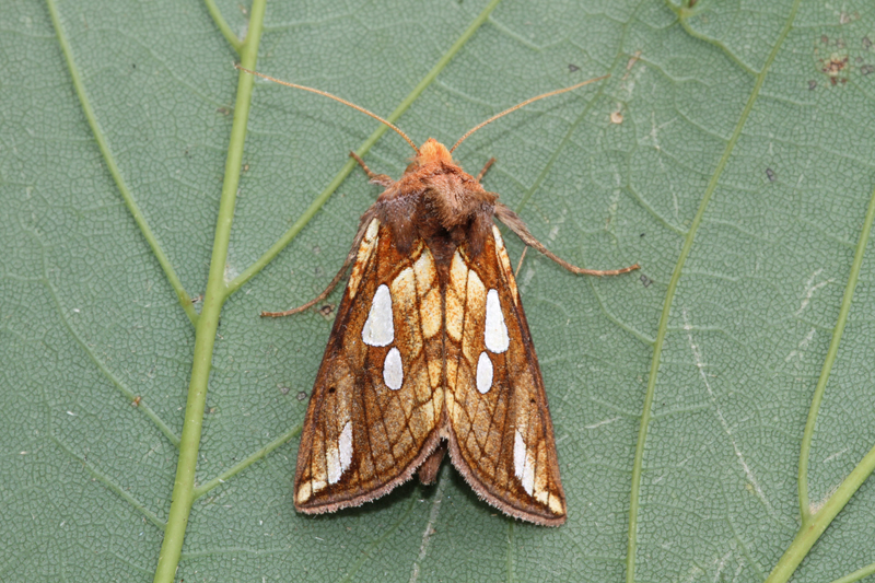 Lempke's Gold Spot (Plusia putnami)  Fraser Simpson