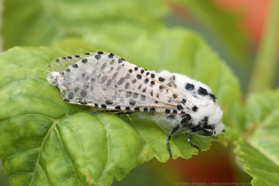 Leopard Moth (Zeuzera pyrina)  Fraser Simpson