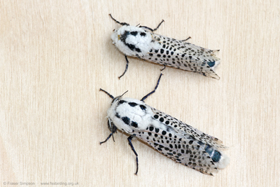 Leopard Moth (Zeuzera pyrina)  Fraser Simpson