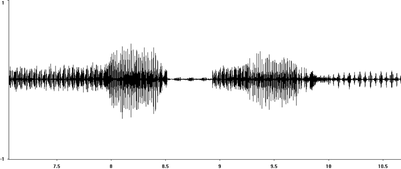 Oscillogram of Lesser Marsh Grasshopper courtship stridulation