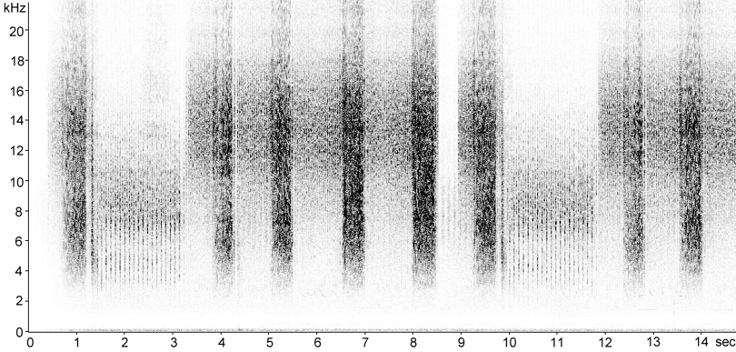 Sonogram of Lesser Marsh Grasshopper courtship stridulation