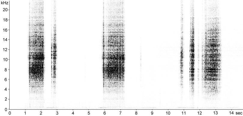 Sonogram of Lesser Marsh Grasshopper calling song stridulation [lessermarshgrasshopper117352capcut2]