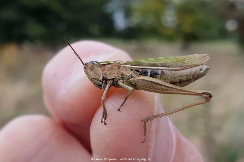 Lesser Marsh Grasshopper (Chorthippus albomarginatus)  Fraser Simpson