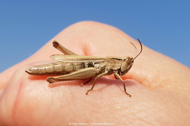 Lesser Marsh Grasshopper (Chorthippus albomarginatus)  Fraser Simpson