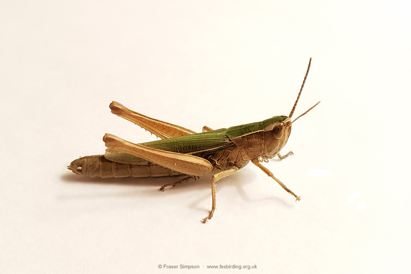 Lesser Marsh Grasshopper (Chorthippus albomarginatus)  Fraser Simpson
