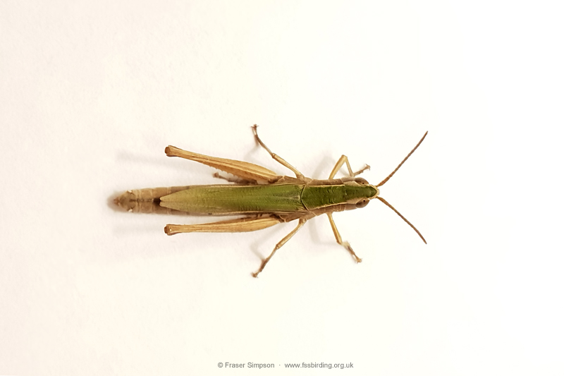 Lesser Marsh Grasshopper (Chorthippus albomarginatus)  Fraser Simpson