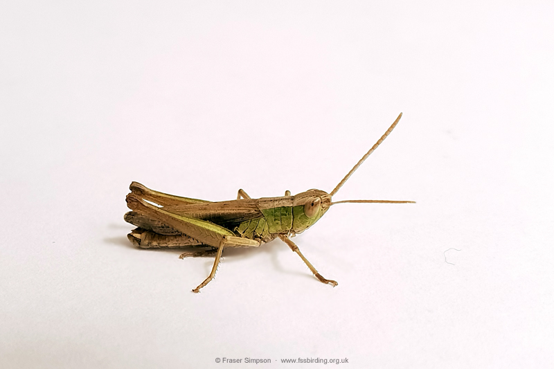 Lesser Marsh Grasshopper (Chorthippus albomarginatus)  Fraser Simpson