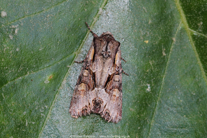 Light Brocade (Lacanobia w-latinum)  Fraser Simpson
