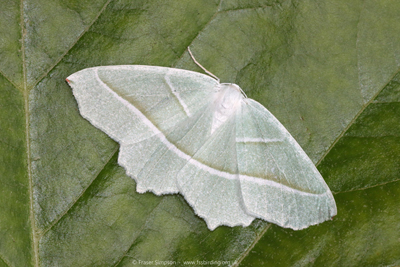 Light Emerald (Campaea margaritaria)  Fraser Simpson