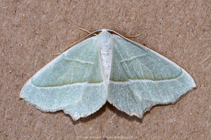 Light Emerald (Campaea margaritaria)  Fraser Simpson
