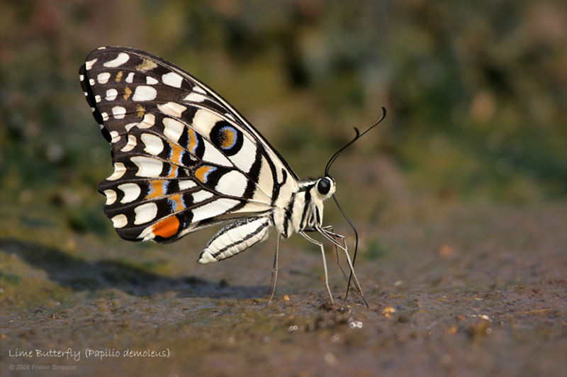 Lime Swallowtail (Papilio demoleus) � Fraser Simpson