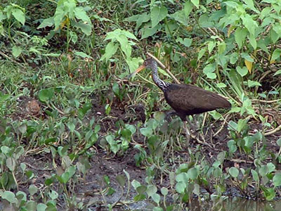 Limpkin