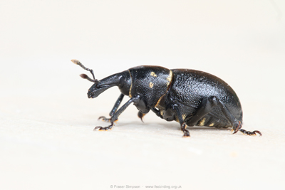 Liparus coronatus  Fraser Simpson