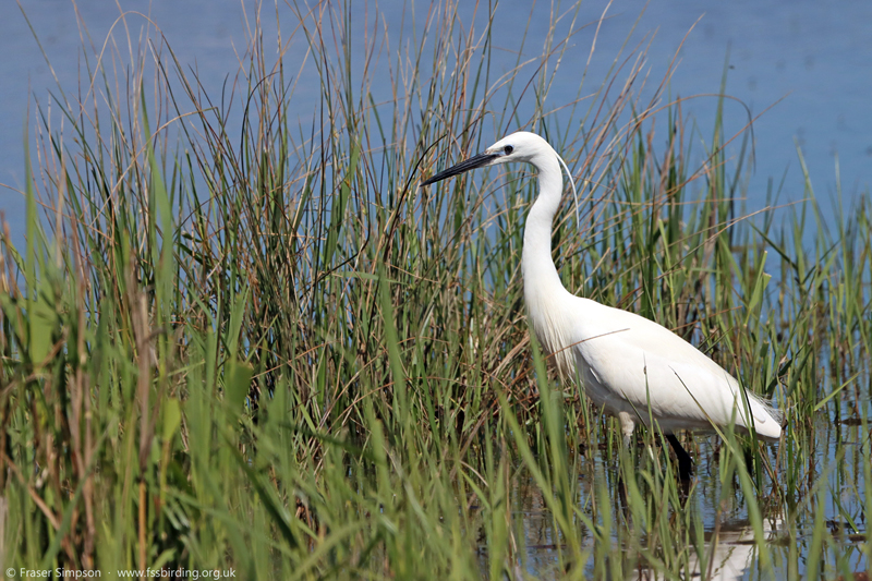 Little Egret (Egretta garzetta), Rainham Marshes  Fraser Simpson