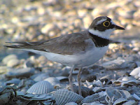 Little Ringed Plover, Greece, 2005 Fraser Simpson