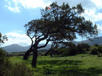 Parque Natural de Los Alcornocales