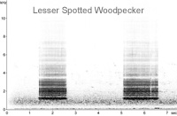 Lesser Spotted Woodpecker sonogram  Fraser Simpson www.fssbirding.org.uk