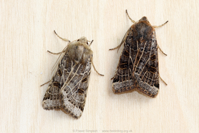 Lunar Underwing (Omphaloscelis lunosa)  Fraser Simpson