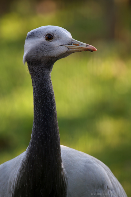 Demoiselle Crane  2008 Fraser Simpson