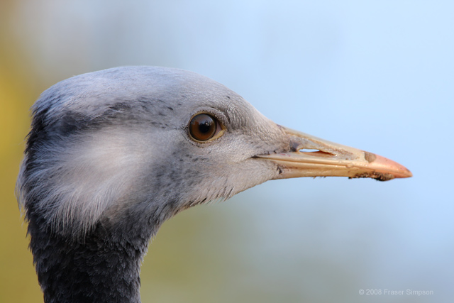 Demoiselle Crane  2008 Fraser Simpson