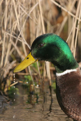 Mallard  2006 Fraser Simpson