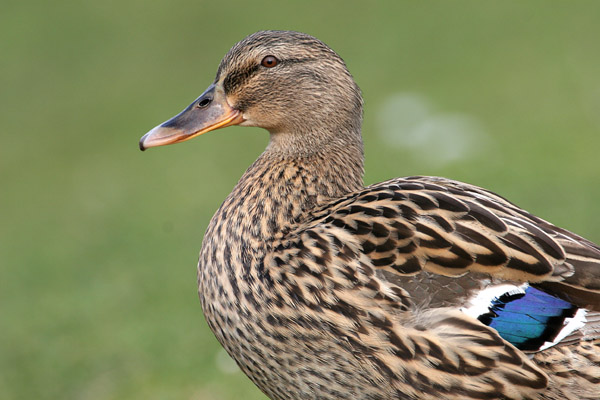Mallard 2006 Fraser Simpson