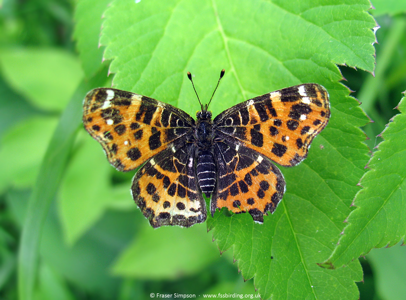 Map (Araschnia levana), Siemian�wka, Poland, May 2010 � Fraser Simpson