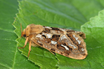 Map-winged Swift (Korscheltellus fusconebulosa) (male)  Fraser Simpson