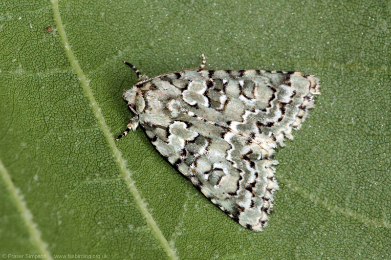 Marbled Green (Nyctobrya muralis)  Fraser Simpson