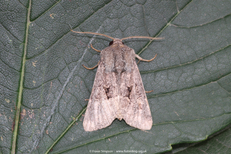 Marbled Minor agg. (Oligia sp.)  Fraser Simpson
