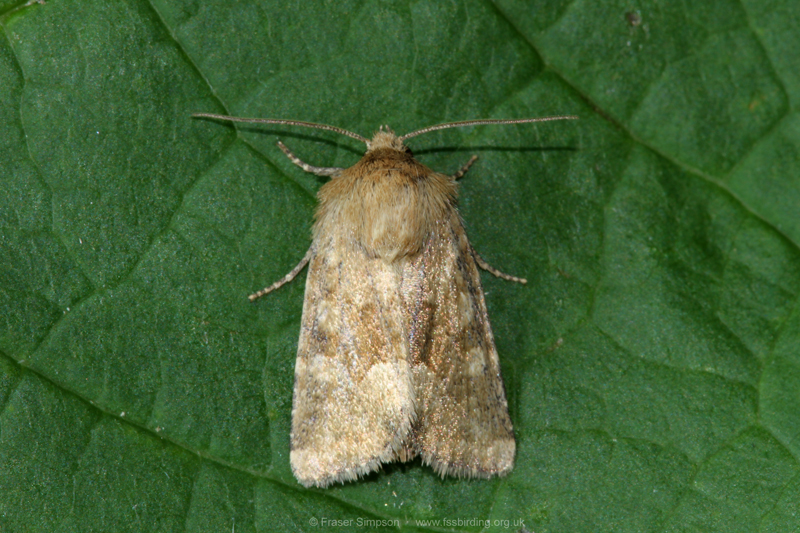 Marbled Minor agg. (Oligia sp.)  Fraser Simpson