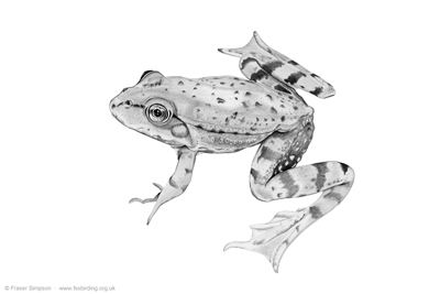 Marsh Frog drawing  Fraser Simpson