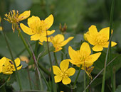 Marsh Marigold (Kingcup)