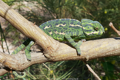 Mediterranean Chamaeleon (Chamaeleo chamaeleon), Barbate, Spain  Fraser Simpson