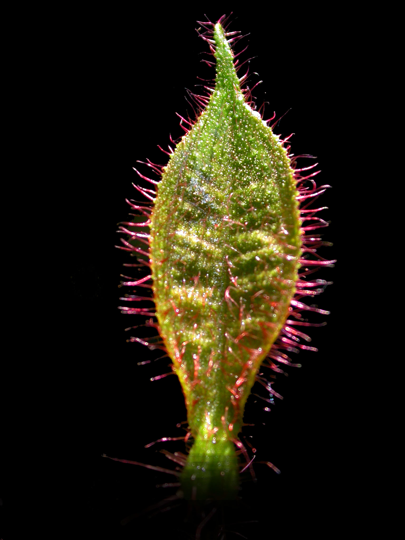 Melastome